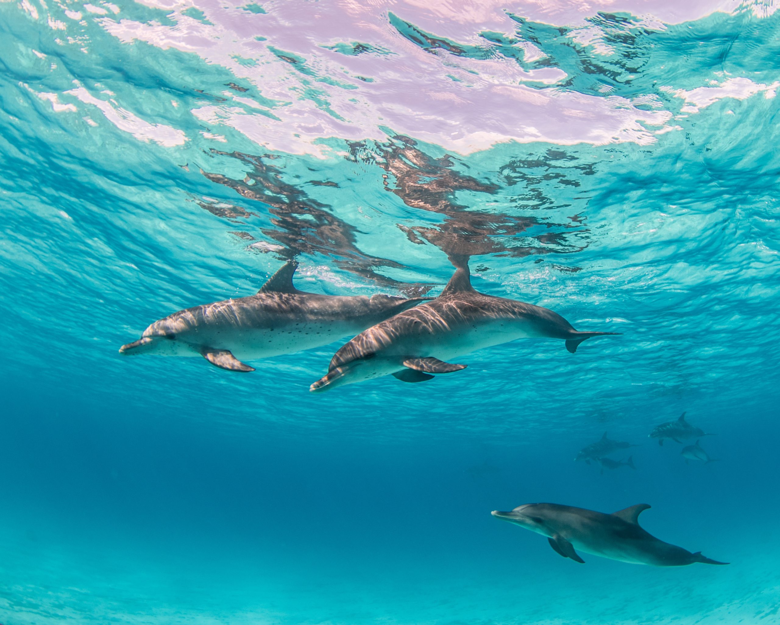 Sea weekend. Дельфины под водой. Дельфины в море. Всемирный день китов и дельфинов. Подводный мир океана дельфины.